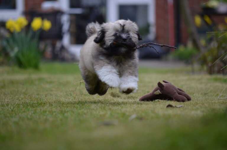 Lhasa Apso dog running in grass and jumping