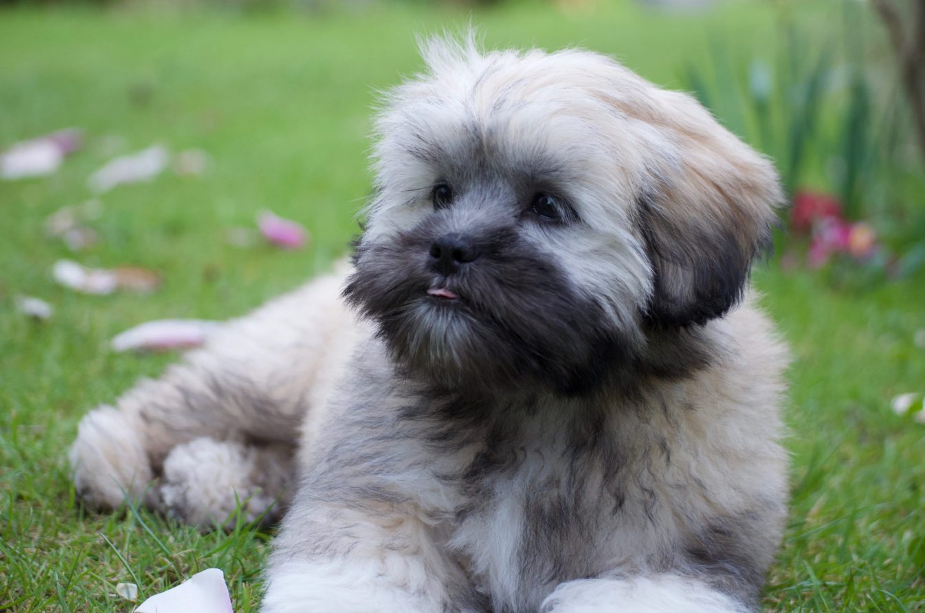 Lhasa Apso puppy sitting on grass