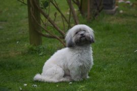 purebred lhasa apso