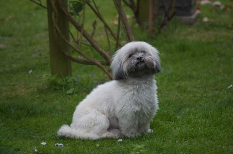 Lhasa Apso dog on the grass