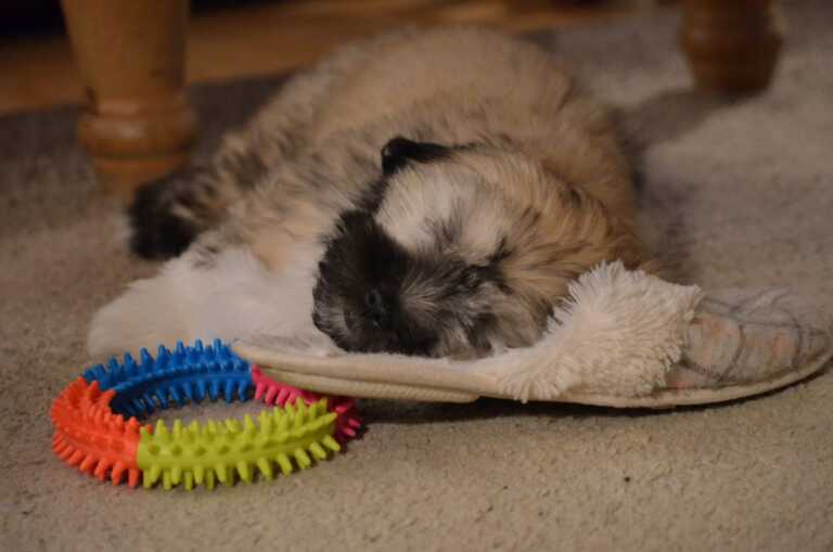 Puppy sleeping on a slipper