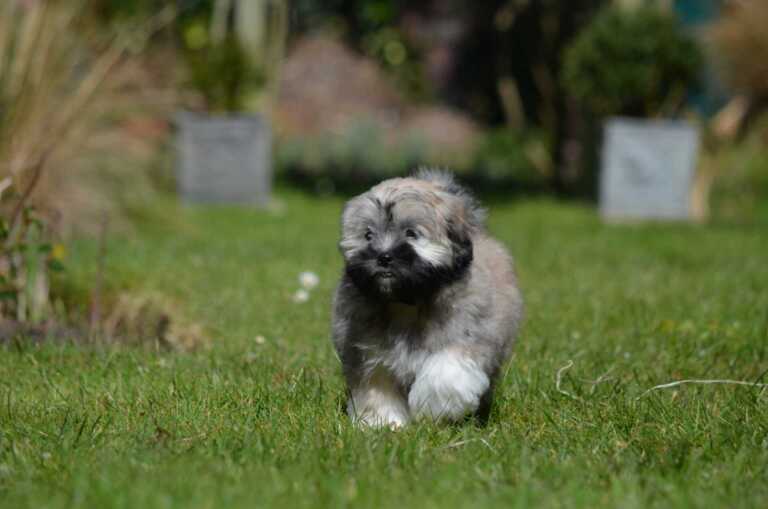 Puppy on the grass
