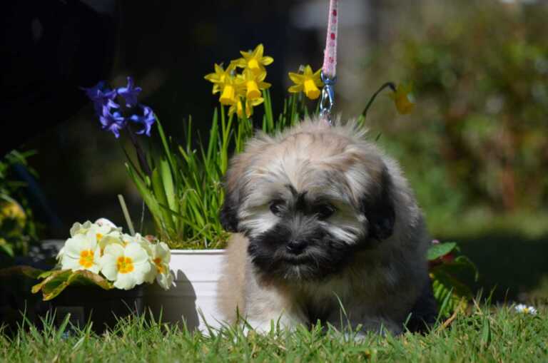 Lhasa Apso puppy eating grass
