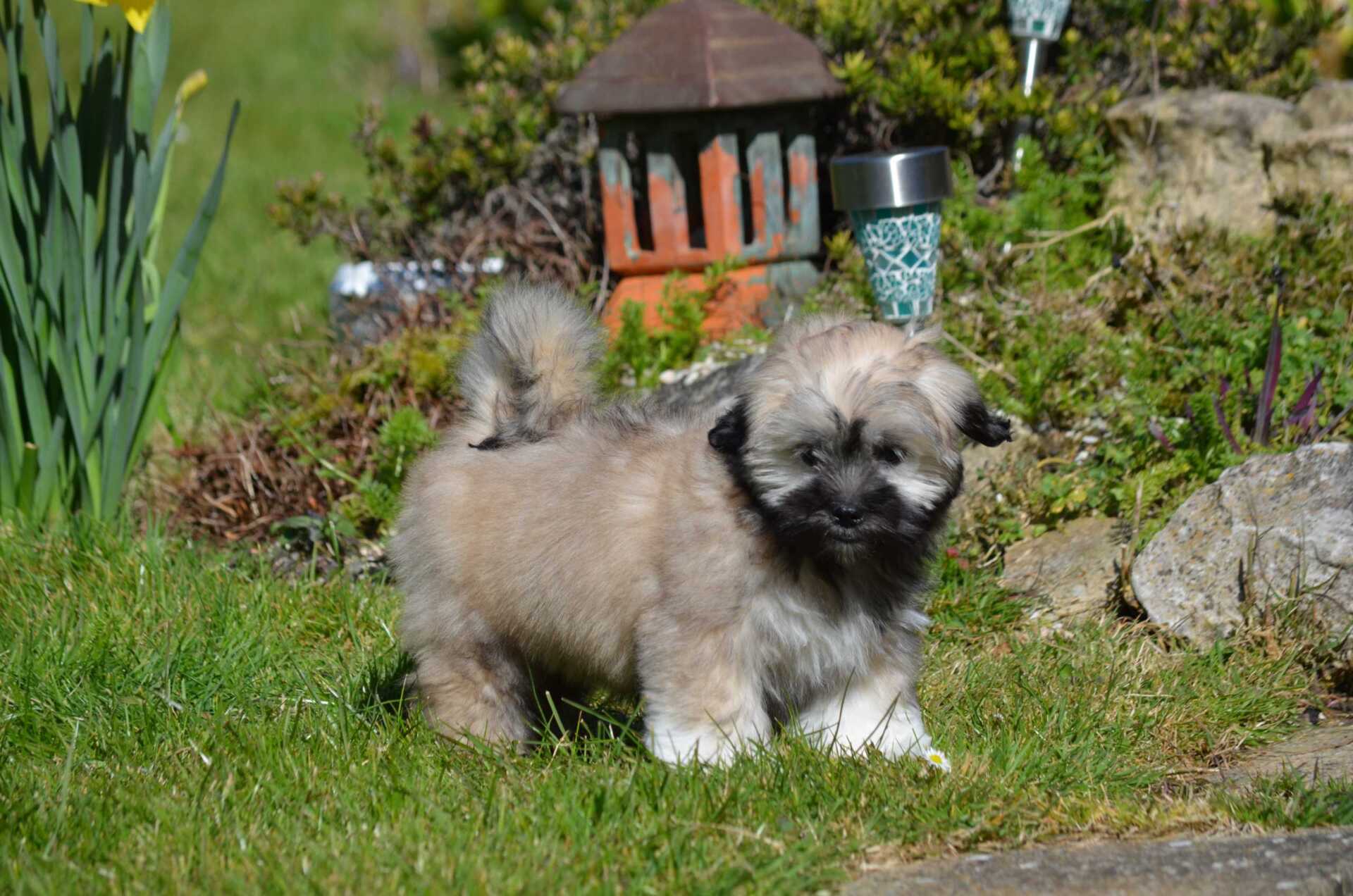 Lhasa Apso Puppy walking on the grass