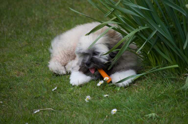 Lhasa Apso eating a carrot