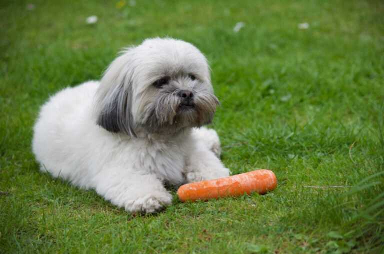 Lhasa Apso puppy eating a carrot
