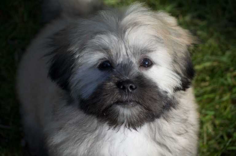 Lhasa Apso puppy face close up