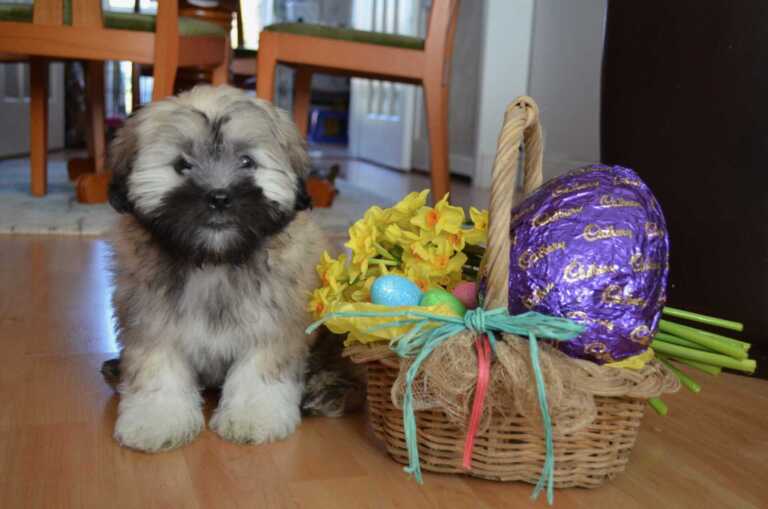 Lhasa Apso sitting next to an Easter basket