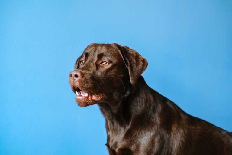Dog against a blue background