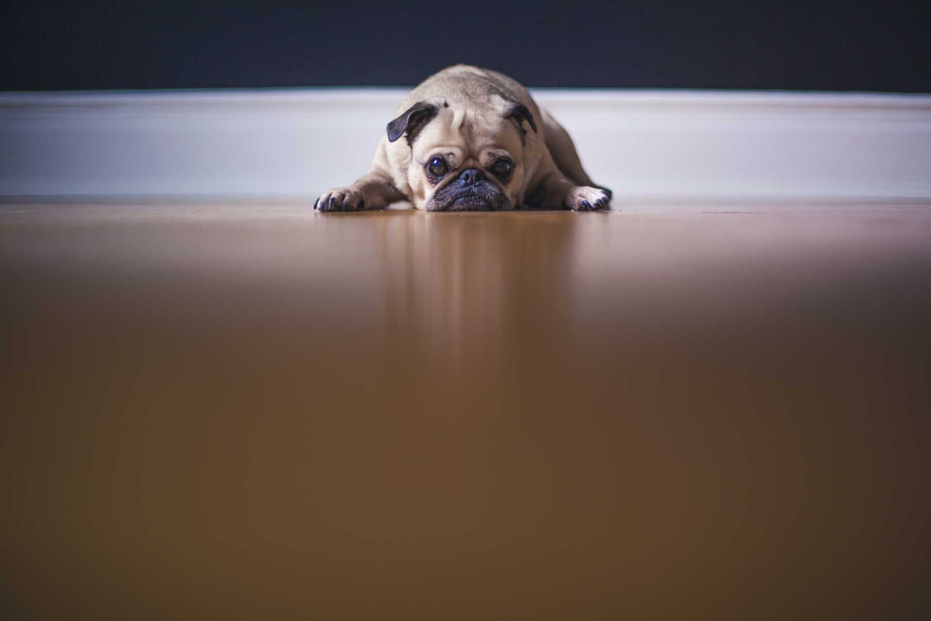 Pug looking sad laying on the floor