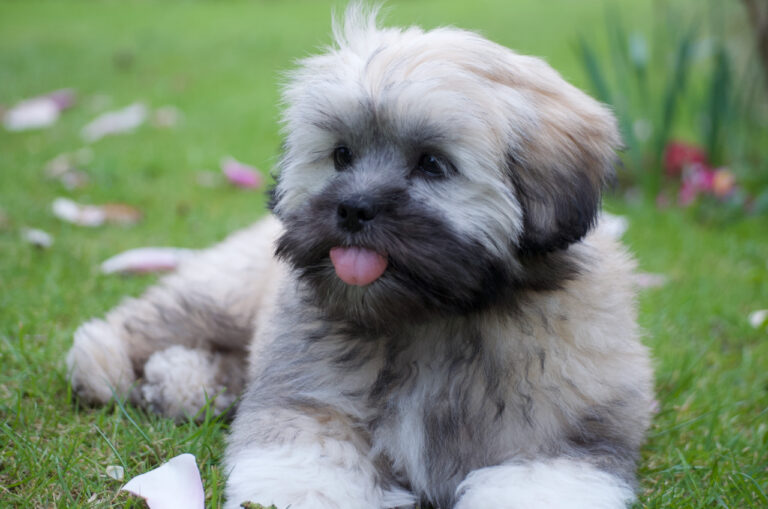 Lhasa apso puppy sitting on the grass with tongue out