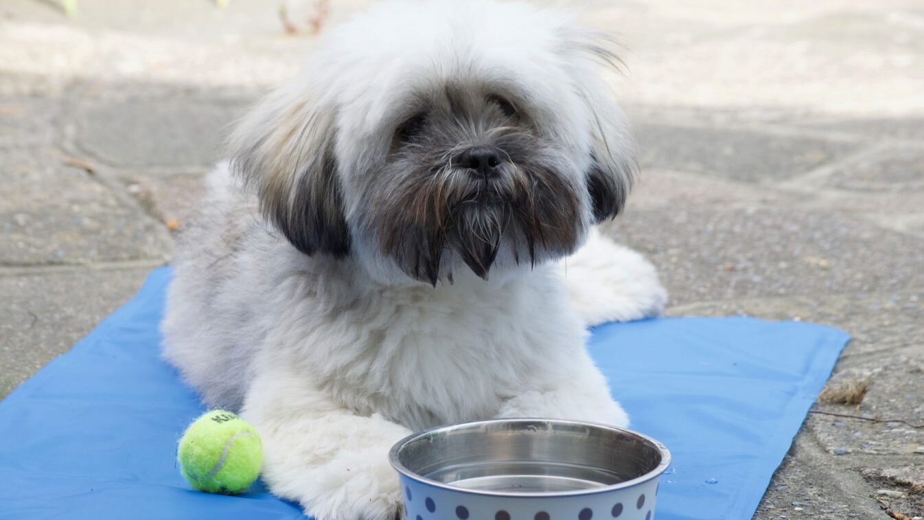 Lhasa Apso dog sitting on a cool mat in hot summer weather