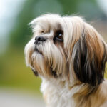 Lhasa apso looking into the sky