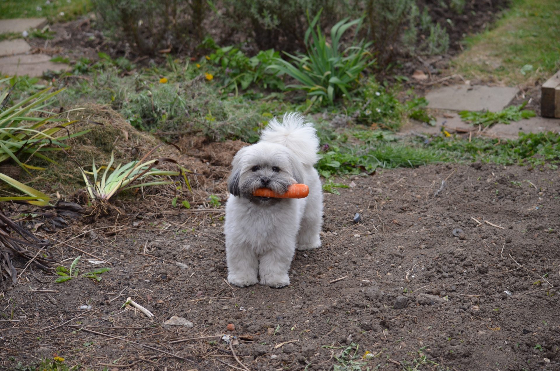 Poppy the Lhasa Apso in the garden, the real dog behind the story