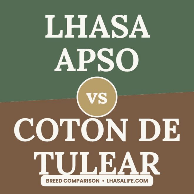 Lhasa Apso vs Coton de Tulear: two fluffy companions compared