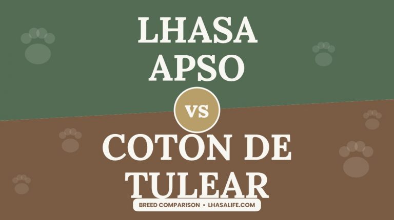 Lhasa Apso vs Coton de Tulear: two fluffy companions compared
