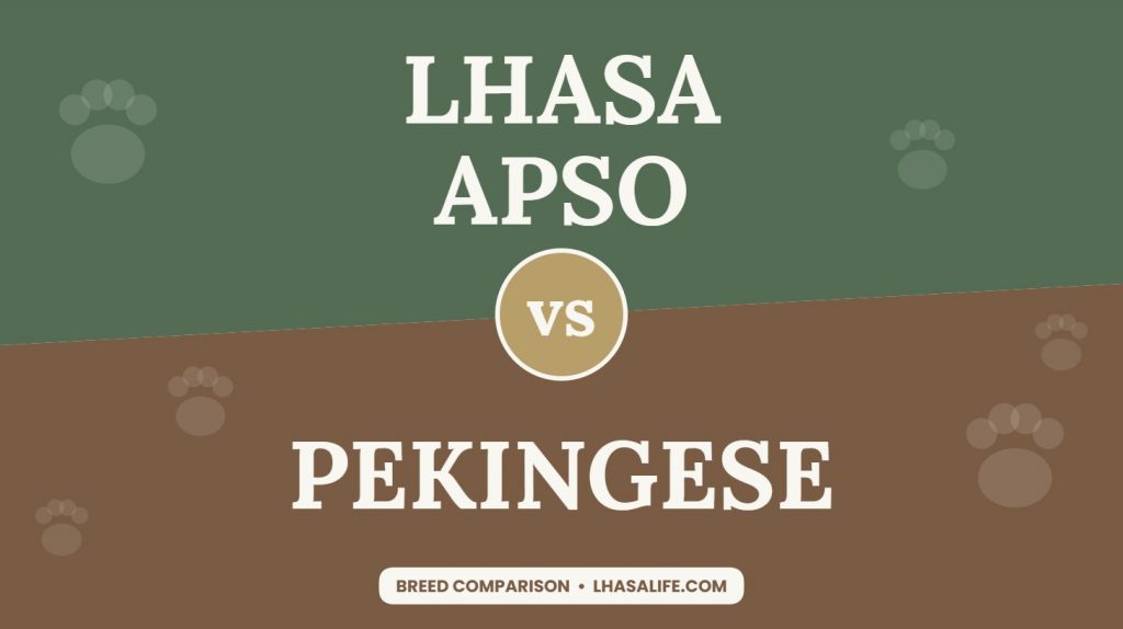 Lhasa Apso vs Pekingese: flat-faced friends compared