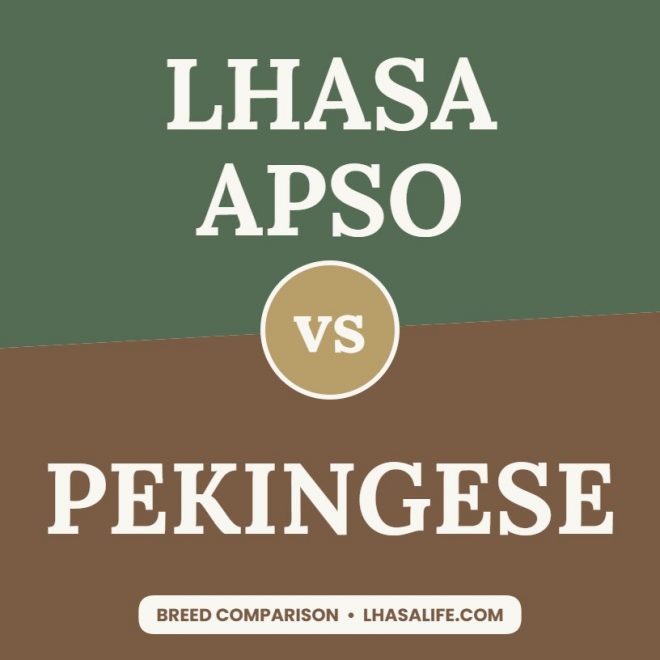 Lhasa Apso vs Pekingese: flat-faced friends compared
