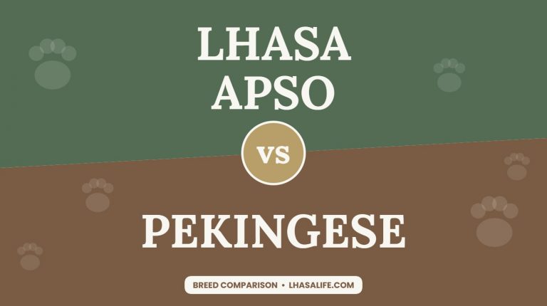 Lhasa Apso vs Pekingese: flat-faced friends compared